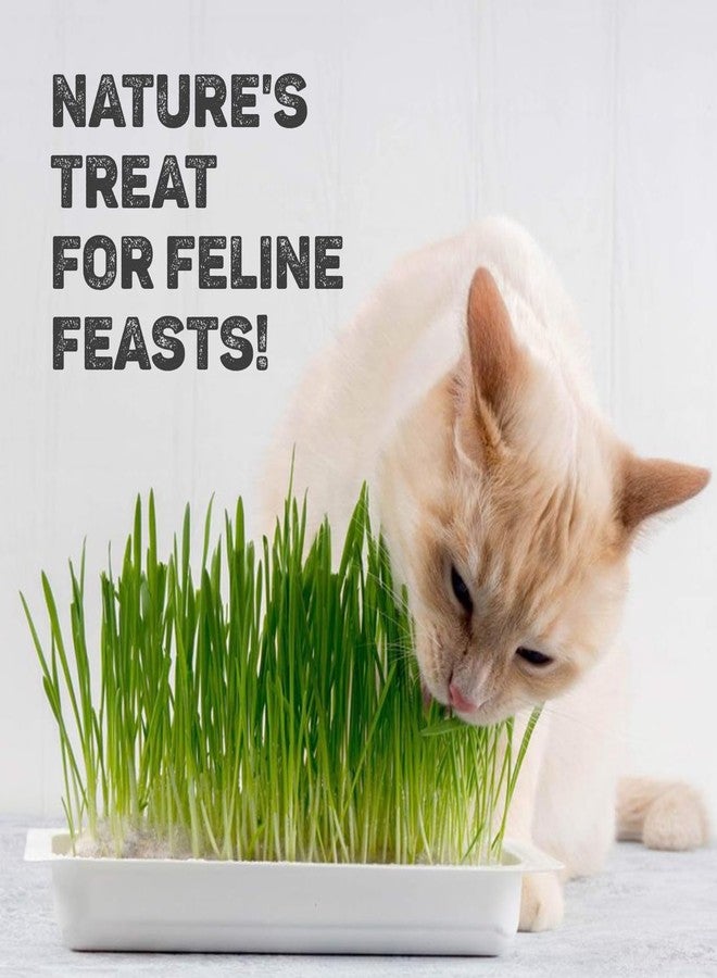 Trixie Cat Grass Seeds with Bowl for Kittens and All Cats, Barley Seeds, Nutritious & Natural, Supports Health & Digestion, 100 g (Pack of 2) - Image 3